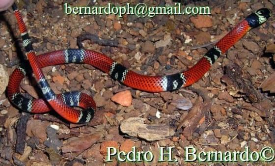 Erythrolamprus aesculapii Erythrolamprus aesculapii The Reptile Database