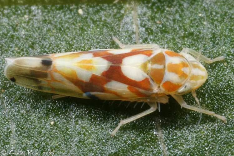 Erythroneura Photos de cicadelles E H Cicadellidae Hmiptres