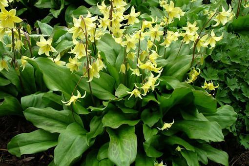 Erythronium 1000 images about Erythronium on Pinterest Spring Flower and