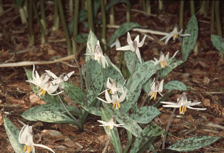 Erythronium albidum Erythronium albidum City of Vancouver Archives