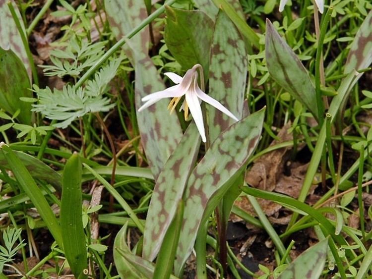 Erythronium albidum Erythronium albidum white troutlily Go Botany