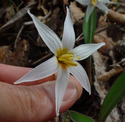 Erythronium albidum Erythronium albidum page