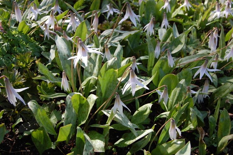 Erythronium albidum Erythronium albidum landscape architect39s pages