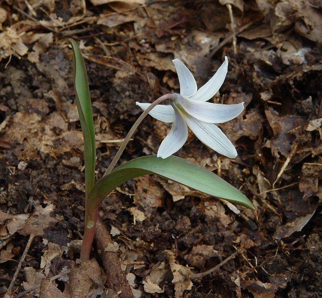 Erythronium albidum Erythronium albidum page