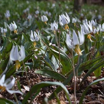 Erythronium albidum Erythroniumalbidum1jpg