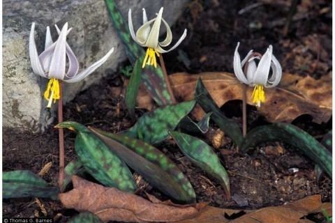 Erythronium albidum Erythronium albidum White Trout Lily Liliaceae Environmental