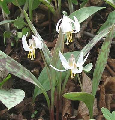 Erythronium albidum Online Virtual Flora of Wisconsin Erythronium albidum