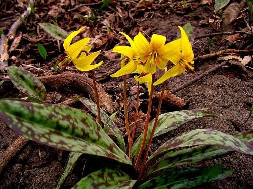 Erythronium americanum Plant of the Month for March 2015 Ontario Rock Garden amp Hardy