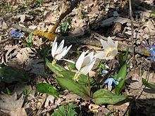 Erythronium caucasicum httpsuploadwikimediaorgwikipediacommonsthu