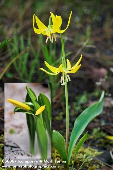 Erythronium grandiflorum Erythronium grandiflorum glacier lily Wildflowers of the Pacific