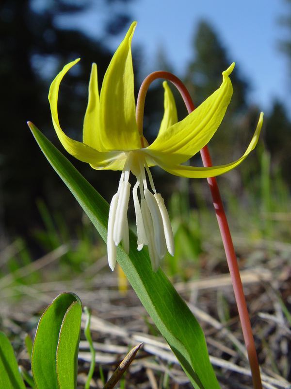 Erythronium grandiflorum Erythronium grandiflorum yellow avalanchelily growisernet