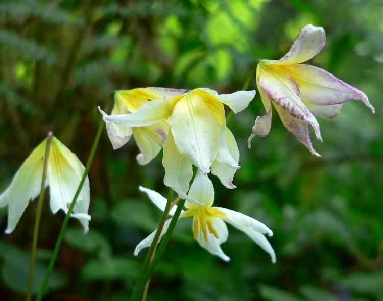 Erythronium helenae httpsuploadwikimediaorgwikipediacommons66