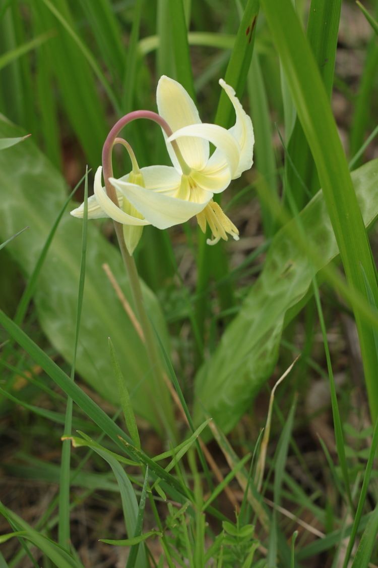 Erythronium oregonum Erythronium oregonum Sevenoaks Native Nursery