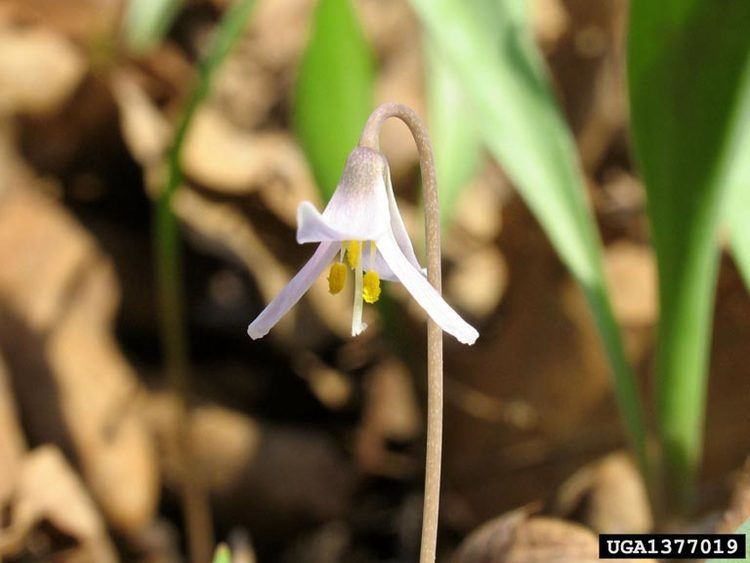 Erythronium propullans Minnesota trout lily Erythronium propullans Liliales Liliaceae