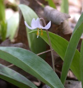 Erythronium propullans USFWS Minnesota Dwarf Trout Lily