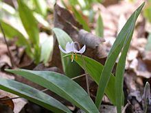 Erythronium propullans Erythronium propullans Wikipedia