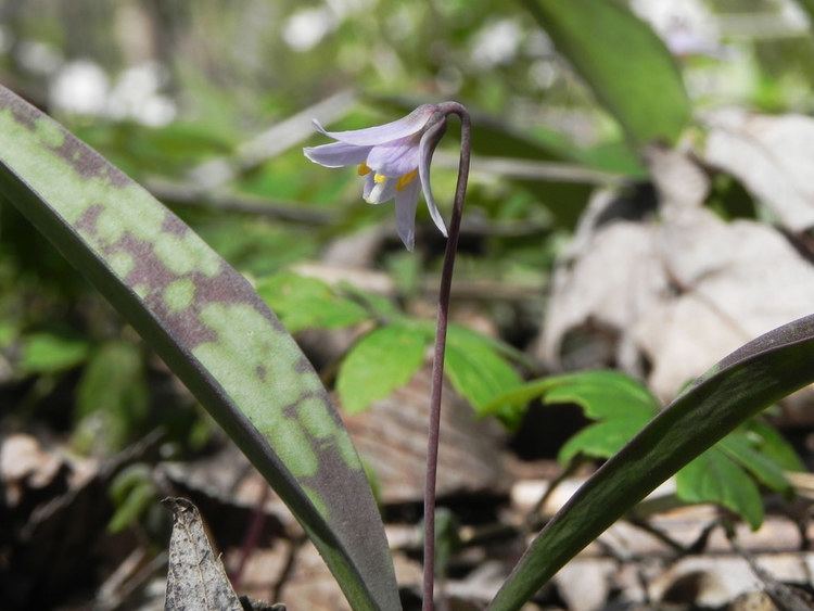 Erythronium propullans Minnesota Dwarf Trout Lily Erythronium propullans Flickr