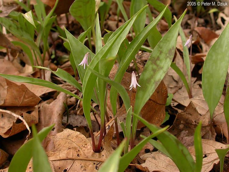 Erythronium propullans Erythronium propullans Dwarf Trout Lily Minnesota Wildflowers