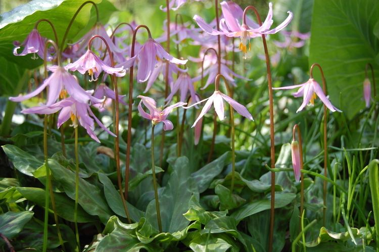 Erythronium revolutum Erythronium revolutum landscape architect39s pages