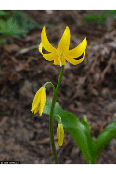 Erythronium tuolumnense wwwpfaforgAdminPlantImagesErythroniumTuolumne