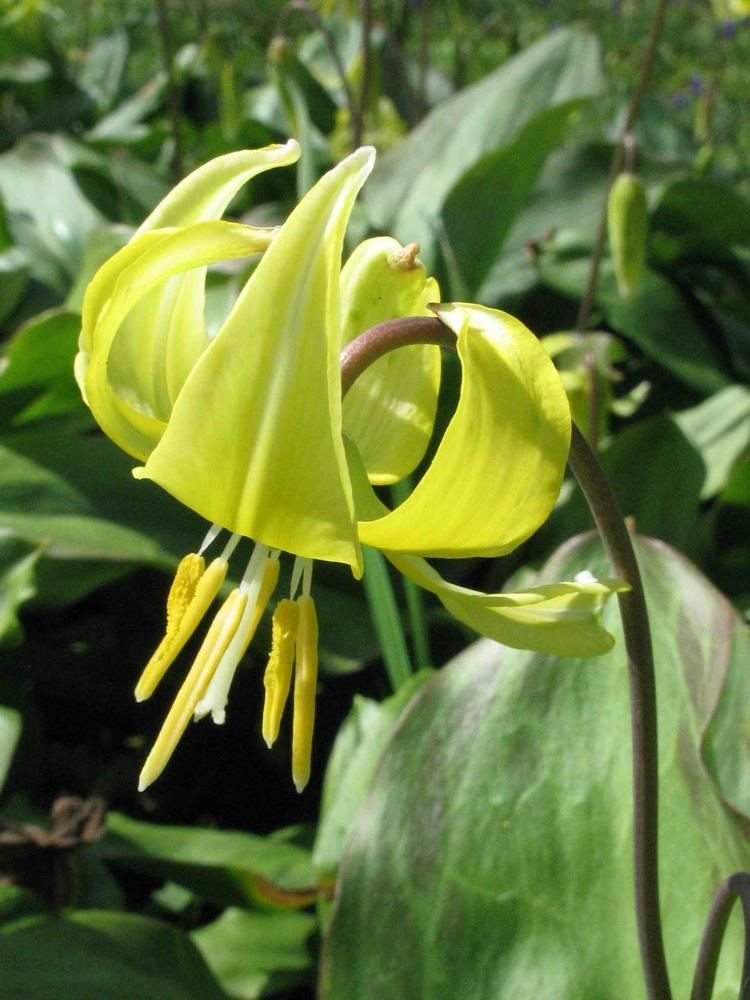 Erythronium tuolumnense Erythronium tuolumnense Hortipedia