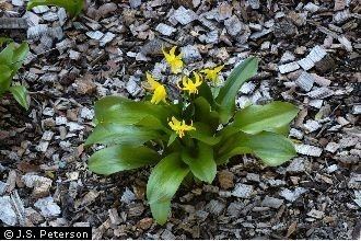 Erythronium tuolumnense Plants Profile for Erythronium tuolumnense Tuolumne fawnlily