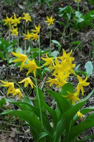 Erythronium tuolumnense ERYTHRONIUM TUOLUMNENSE Jan Langedijk Flower Bulbs