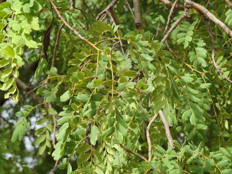 Erythrophleum africanum West African Plants A Photo Guide Erythrophleum africanum Welw