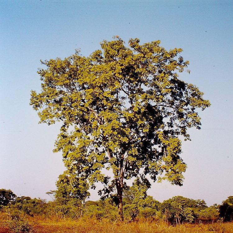Erythrophleum africanum Flora of Zambia Species information Erythrophleum africanum