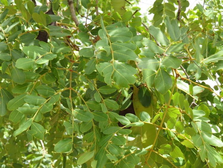 Erythrophleum africanum African Plants A Photo Guide Erythrophleum africanum Welw ex