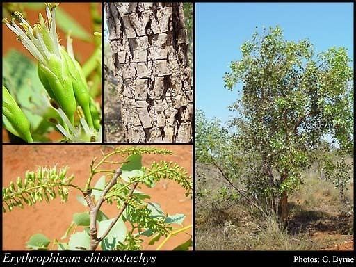 Erythrophleum chlorostachys Erythrophleum chlorostachys FMuell Baill FloraBase Flora of