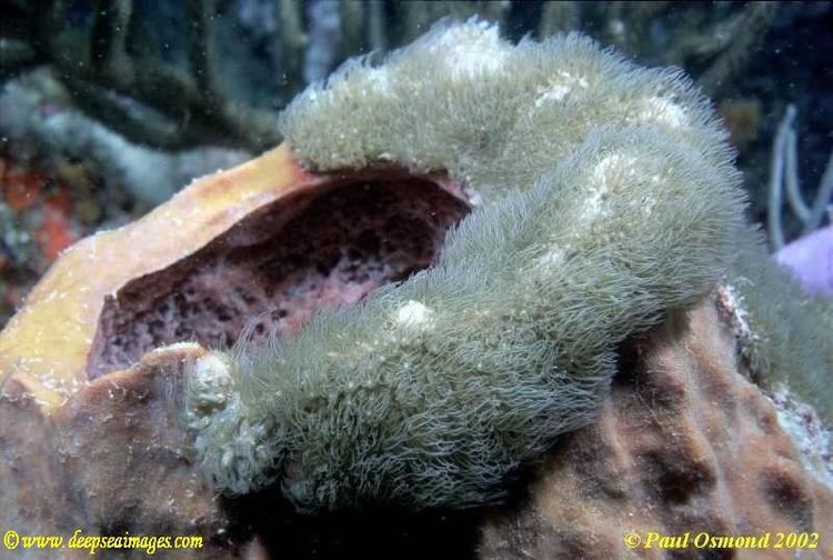 Erythropodium caribaeorum Deep Sea Images Stock Library Encrusting Gorgonians Erythropodium