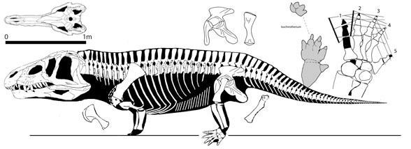 Erythrosuchus erythrosuchus588jpg