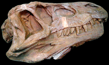 Erythrosuchus Erythrosuchus