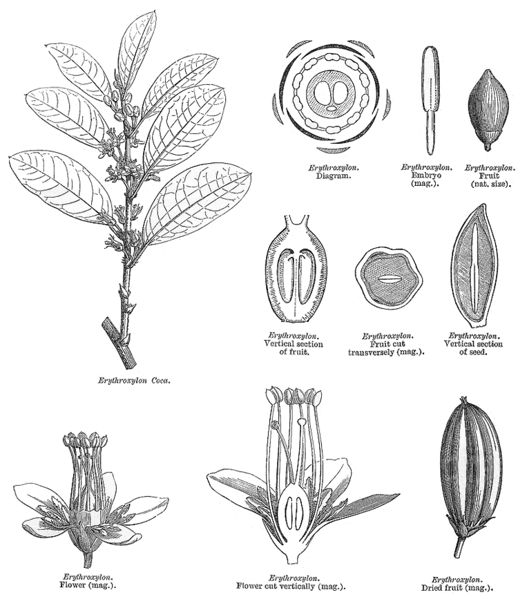 Erythroxylaceae Angiosperm families Erythroxylaceae Kunth