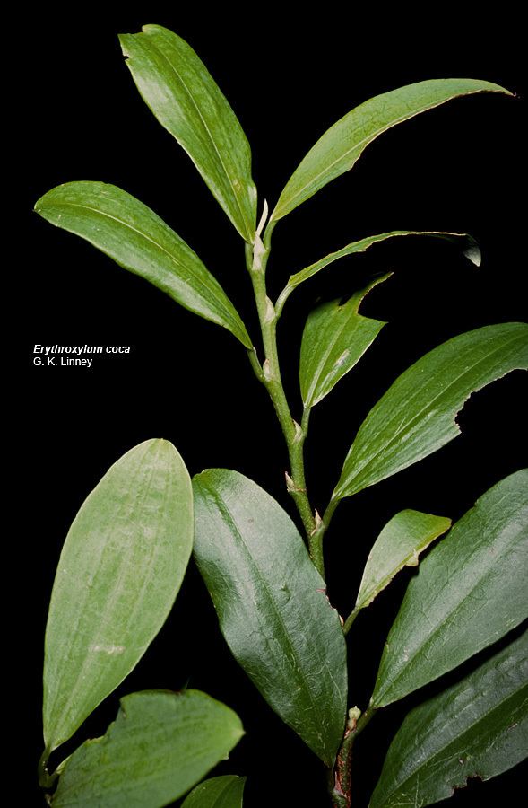 Erythroxylaceae Flowering Plant Families UH Botany