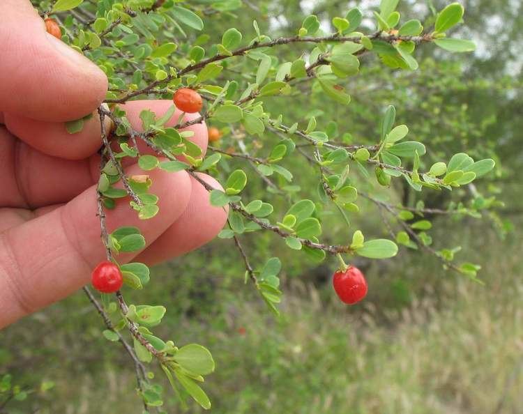 Erythroxylum australe Cocaine bush