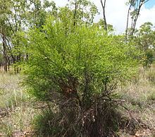 Erythroxylum australe httpsuploadwikimediaorgwikipediacommonsthu