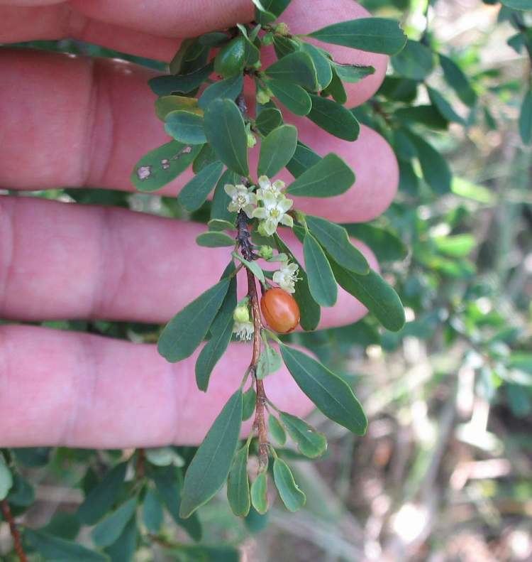 Erythroxylum australe Cocaine bush