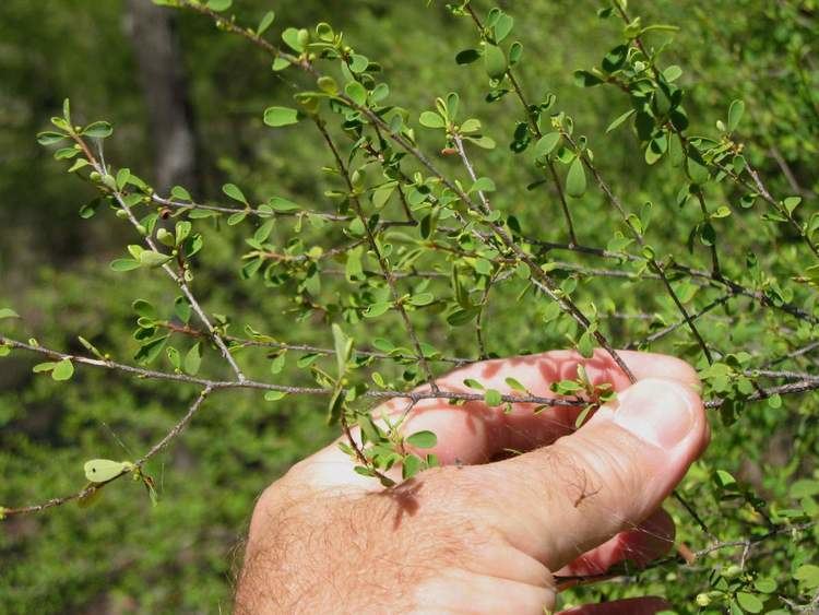 Erythroxylum australe Cocaine bush