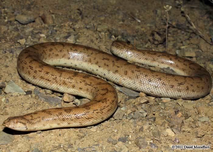 Eryx miliaris CalPhotos Eryx miliaris Desert Sand Boa