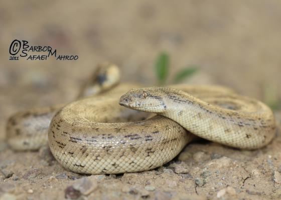 Eryx miliaris Dwarf Sand Boa Desert Sand Boa Tartar Sand Boa Little Scorpion