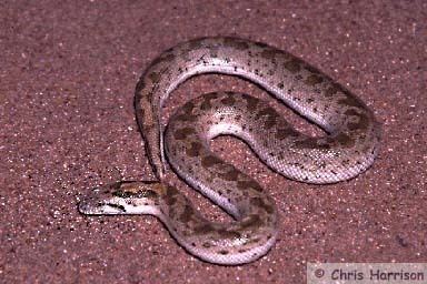 Eryx miliaris The Sand Boa Page The Desert and Black Sand Boas