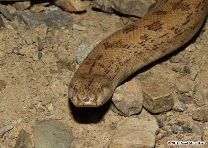 Eryx miliaris CalPhotos Eryx miliaris Desert Sand Boa