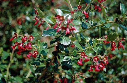 Escallonia RHS advice amp tips on garden amp indoor plants Plant finder