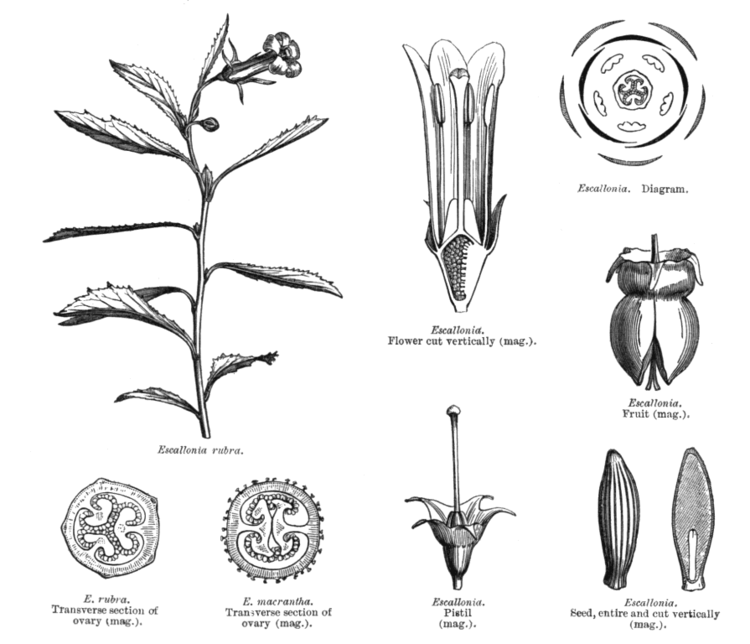 Escalloniaceae Angiosperm families Escalloniaceae Dum