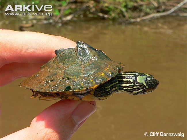 Escambia map turtle Escambia map turtle photo Graptemys ernsti G108457 ARKive