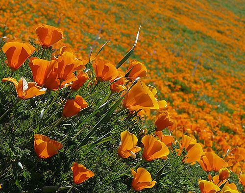 Eschscholzia California Poppy Eschscholzia californica iNaturalistorg