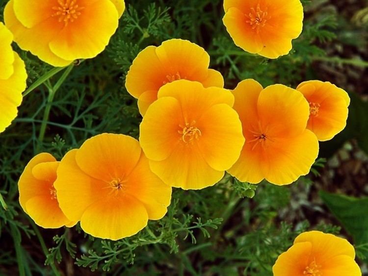 Eschscholzia httpsnewfss3amazonawscomtaxonimages1000s1