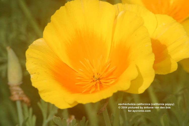 Eschscholzia Eschscholzia californica California poppy